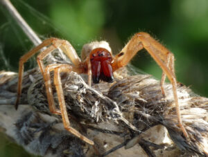Kolczak zbrojny – jadowity pająk w polskich domostwach, ugryzienie