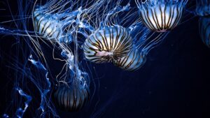 Osa morska, czyli meduza która może zabić nawet 60 osób. Jad i poparzenia